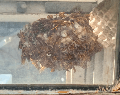 WASP CONTROL