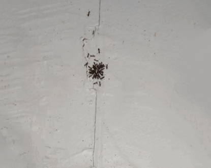 ANT CONTROL