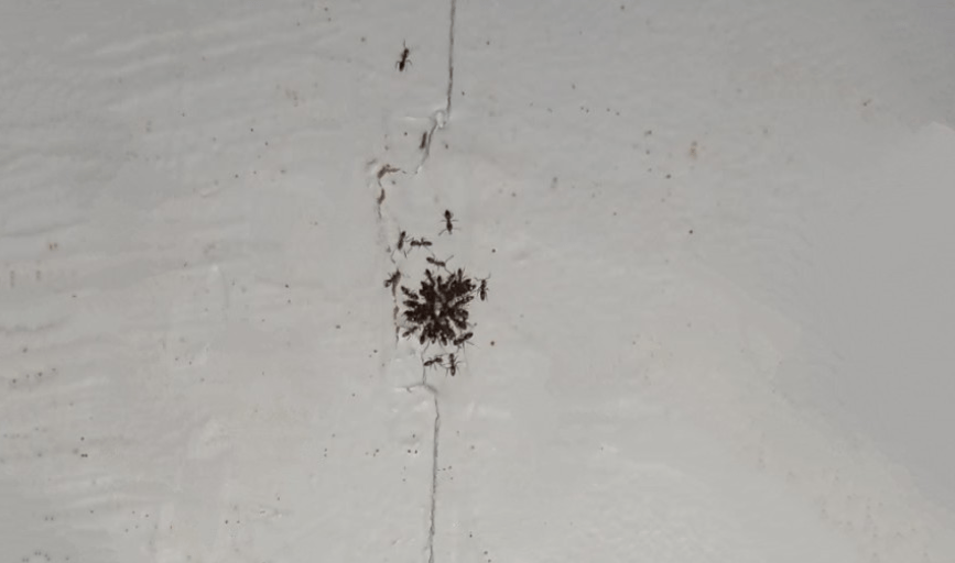 Myers Pest Control